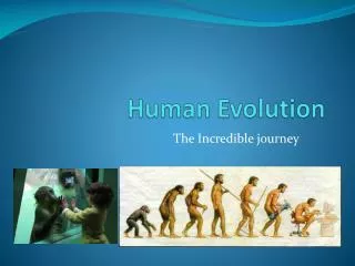 Human Evolution