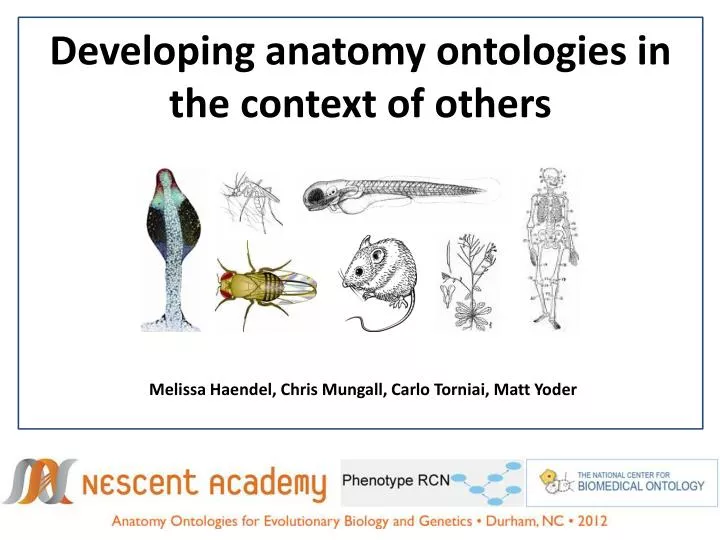 developing anatomy ontologies in the context of others