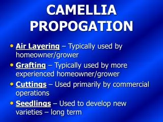 CAMELLIA PROPOGATION