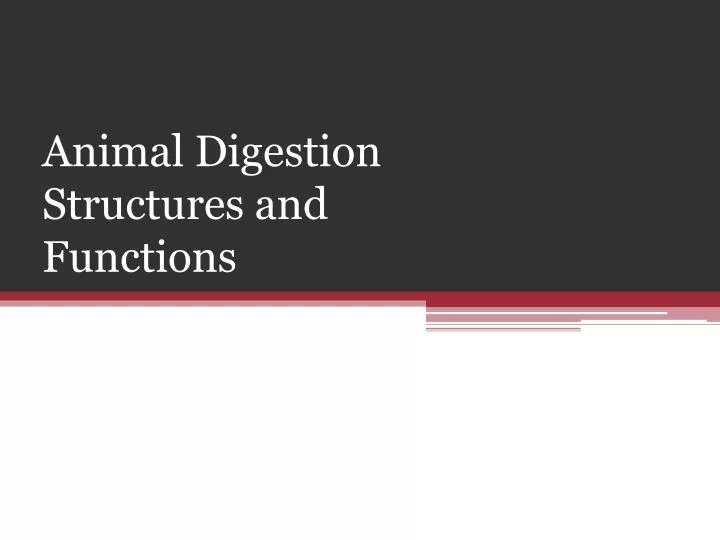 animal digestion structures and functions