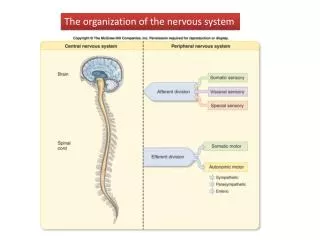 The organization of the nervous system
