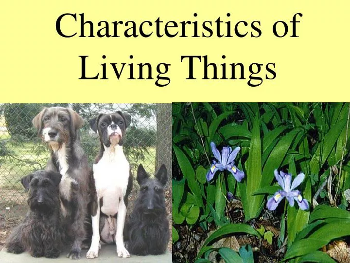 characteristics of living things