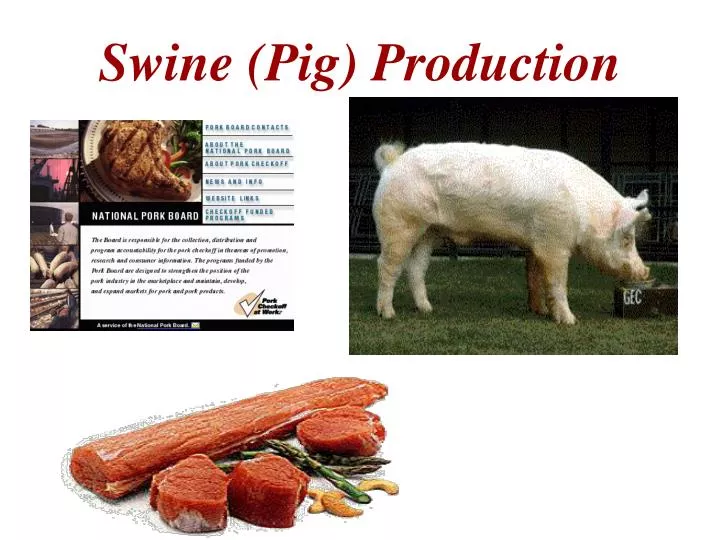 swine pig production