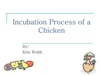 Incubation Process of a Chicken