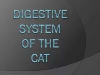 Digestive System of the cat