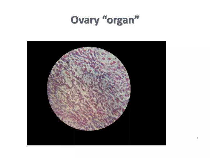ovary organ