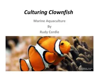 Culturing Clownfish