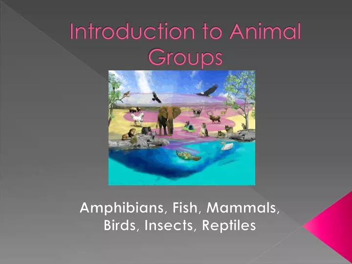 introduction to animal groups