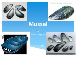 mussel