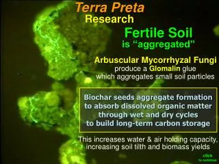 Arbuscular Mycorrhyzal Fungi produce a Glomalin glue which aggregates small soil particles