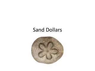 Sand Dollars