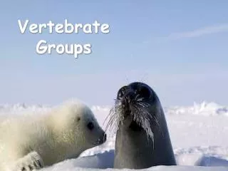 Vertebrate Groups