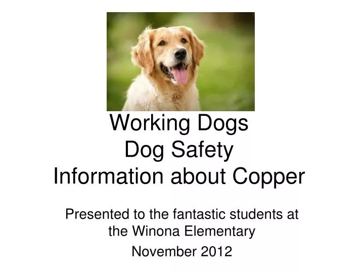working dogs dog safety information about copper