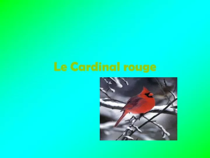 le cardinal rouge