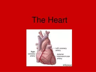 the heart