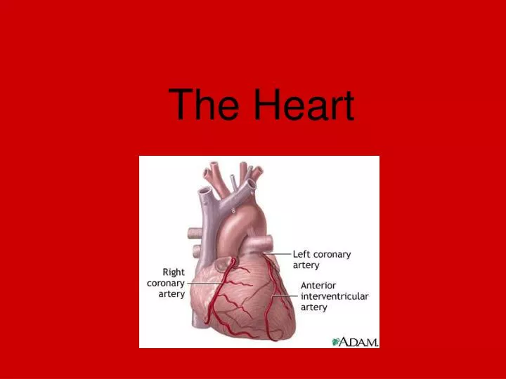 the heart
