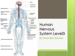 Human Nervous System Level3