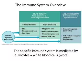 The Immune System Overview