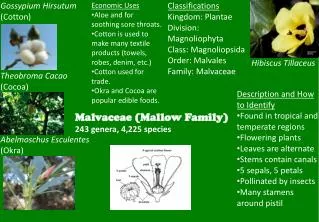 Malvaceae (Mallow Family) 243 genera, 4,225 species