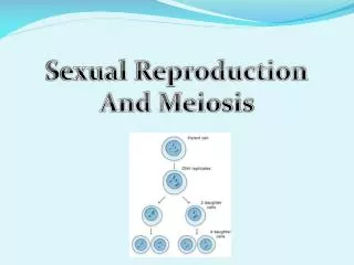 Sexual Reproduction And Meiosis