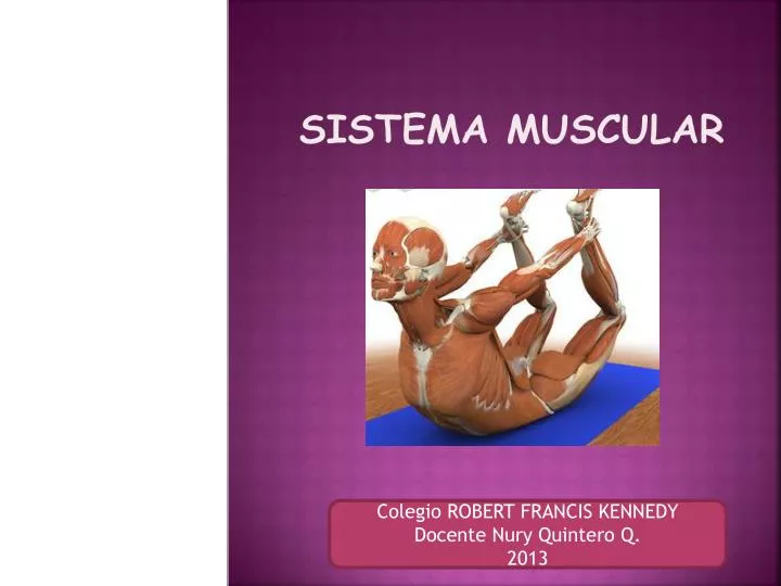 sistema muscular