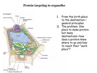 Protein targeting to organelles