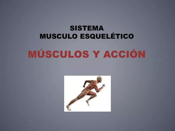 sistema musculo esquel tico m sculos y acci n