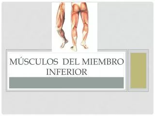 m sculos del miembro inferior