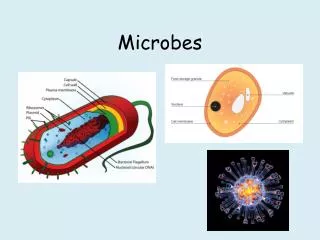 microbes