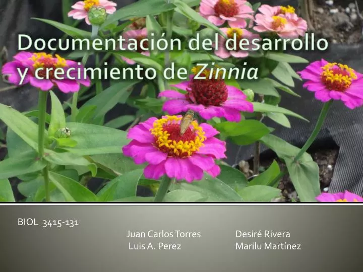 biol 3415 131 juan carlos torres desir rivera luis a perez marilu mart nez