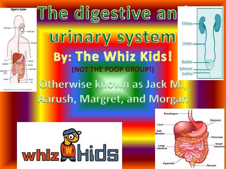 the digestive and urinary system by the whiz kids not the poop group