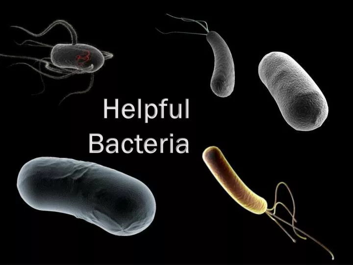 helpful bacteria