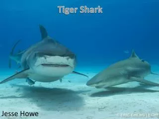 Tiger Shark