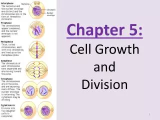 Chapter 5: Cell Growth and Division