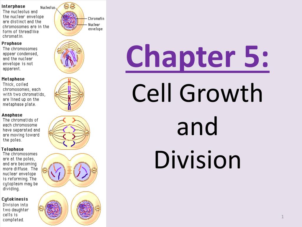 PPT - Chapter 5: Cell Growth and Division PowerPoint Presentation, free ...