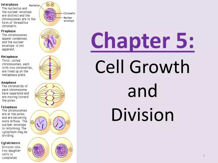 chapter 5 cell growth and division