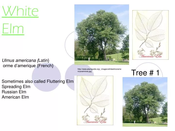 white elm