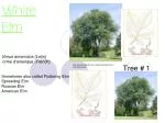 White Elm - slide 1