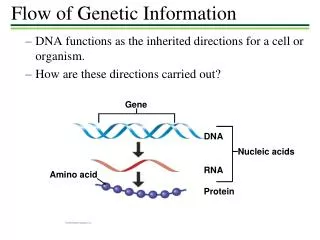DNA functions as the inherited directions for a cell or organism.