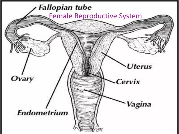 female reproductive system