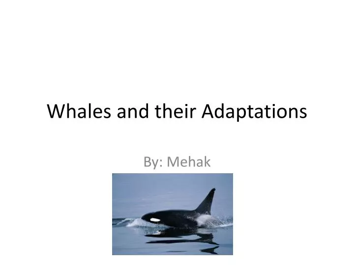 whales and their adaptations