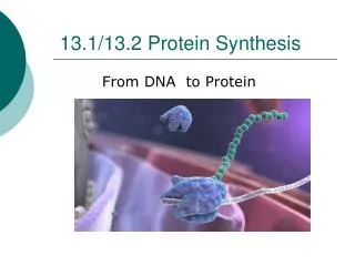 13.1/13.2 Protein Synthesis