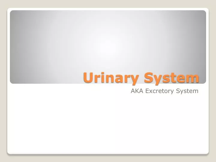 urinary system