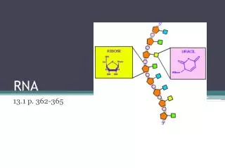 RNA