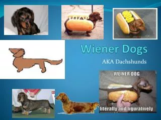 Wiener Dogs