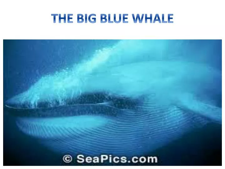 the big blue whale