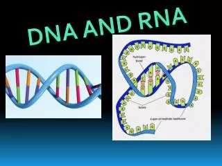 D NA AND RNA