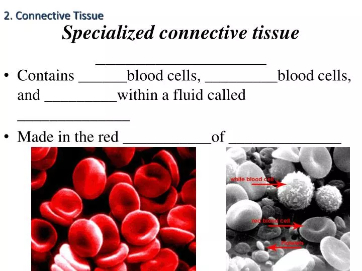 specialized connective tissue