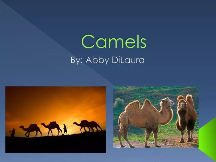 camels