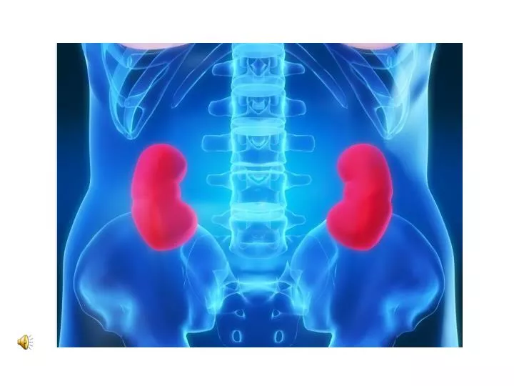 the kidney